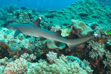 Fototapeta premium White tip reef shark, Fiji