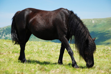 wild horses free in nature