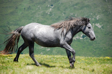 Obraz na płótnie Canvas wild horses free in nature
