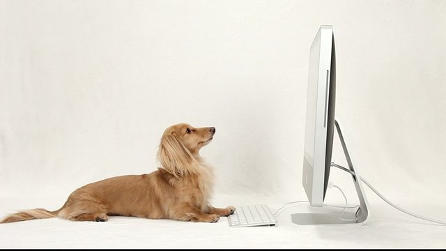 Dachshund and PC