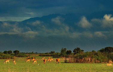 Herd of antelopes in african savanna, Uganda