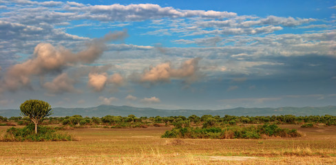 African savanna in Queen Elizabeth N.P., Uganda