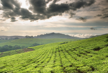 Fototapeta na wymiar Plantacji herbaty w Ugandzie