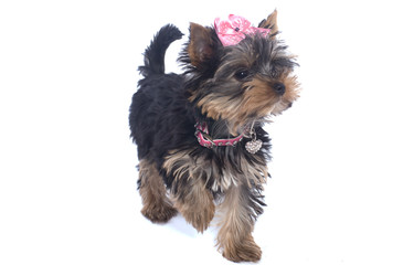 jeune chien yorkshire de 3 mois