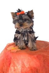 jeune chien yorkshire sur tissus orange