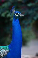 Obraz premium Peacock portrait