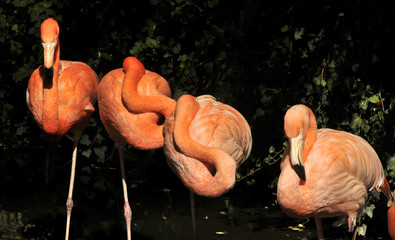 Les quatre flamands roses