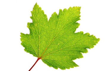 Shape of leaf