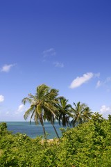 Florida keys tropical park with palm trees