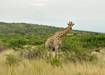 Girafe du Parc Kruger en Afrique du Sud