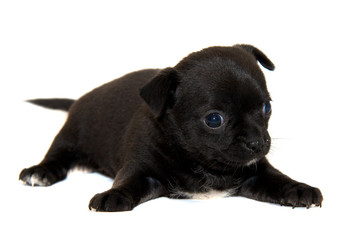Chihuahua dog on white background