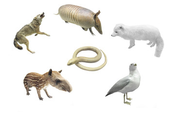 diferent animals