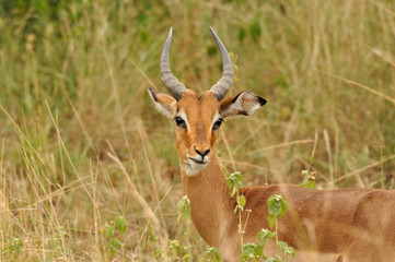Naklejka na ściany i meble Impalas Kruger Park w Republice Południowej Afryki