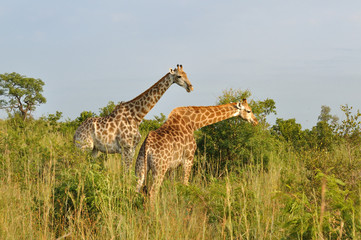 Girafes du Parc Kruger, Afrique du Sud
