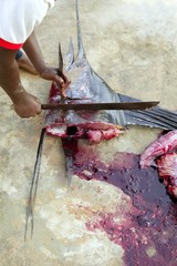 African man cut a sailfish marlin bloody fish