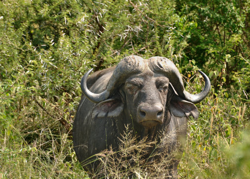 Buffle du parc Kruger, Afrique du Sud
