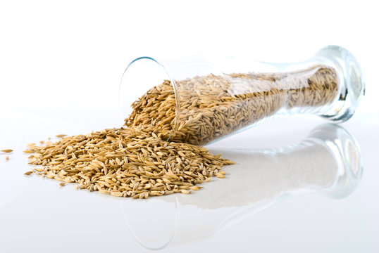 Concept photo of beer ingredient barley
