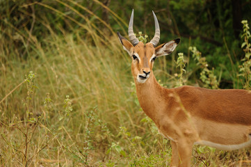 Naklejka na ściany i meble Impalas Kruger Park w Republice Południowej Afryki