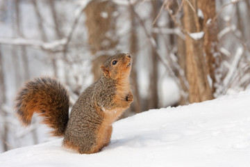 Fox Squirrel (Sciurus niger} - Powered by Adobe