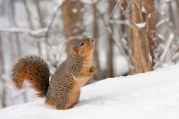 Stof per meter Fox Squirrel (Sciurus niger  © chas53