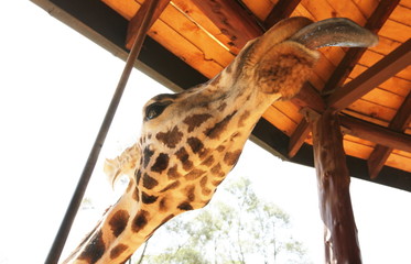 Giraffe