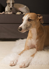 Zwei Hunde gem&uuml;tlich zu Hause