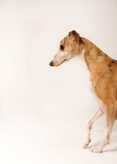Eleganter Hund von der Seite