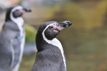 ペンギンのポートレート