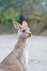 カンガルーのポートレート