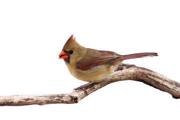 portrait of female cardinal preparing for takeoff