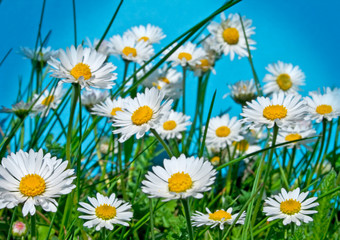 Gänseblümchen 4 © Patrizia Tilly