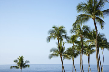 Fototapeta na wymiar Palm trees and Ocean