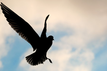 Graceful gull