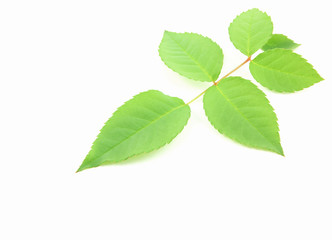 Fototapeta na wymiar Green rose leaves on white background