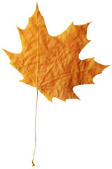 Fallen maple leaf