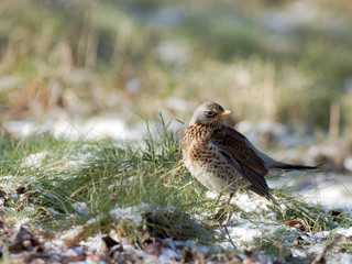 Grive litorne - Fieldfare (turdus pilaris)
