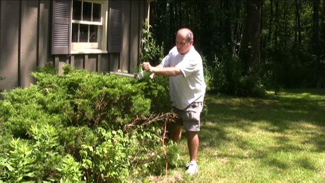 man trimming bushes with electric hedge trimmer