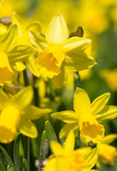 yellow narcissus