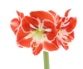 open variegated amaryllis (hippeastrum) isolated on white