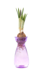 Bulbe de crocus forcé dans un petit vase en verre violet, isolé sur blanc