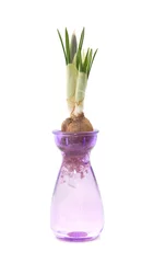 Photo sur Plexiglas Crocus Bulbe de crocus forcé dans un petit vase en verre violet, isolé sur blanc