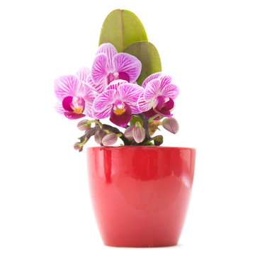 Fototapeta mini stripy magenta Phalaenopsis orchid (moth orchid) in red pot