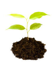 New life concept