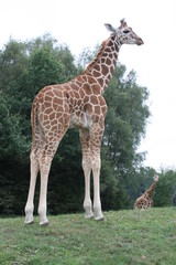 Giraffe