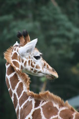 Giraffenhals