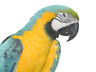 Parrot