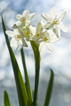 White Narcissus Blooming in the Sun
