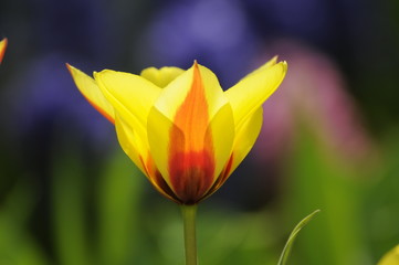 Tulpe