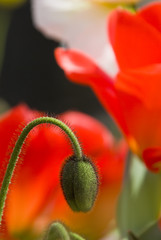 a green poppy bud in front of a tulip meadow