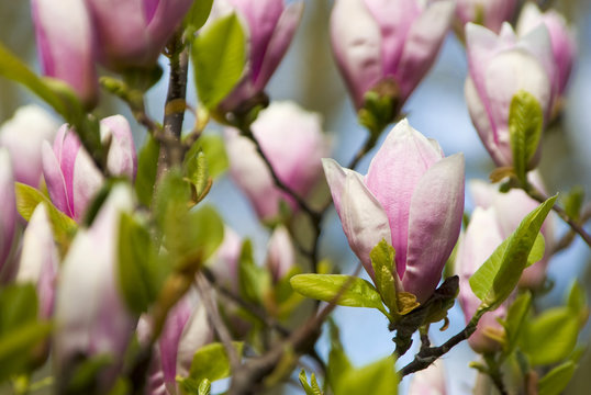 nice pink blossoms growing on a tree in spring